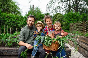 Glückliche Familie mit kleinen Kindern bei der Gartenarbeit auf dem Bauernhof, die biologisches Gemüse anbaut. - HPIF14527