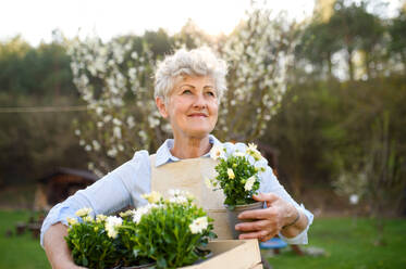 Portrait of senior woman gardening in summer, holding flowering plants. - HPIF14619