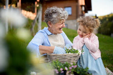 Glückliche ältere Großmutter mit kleiner Enkelin bei der Gartenarbeit im Freien im Sommer, lachend. - HPIF14620