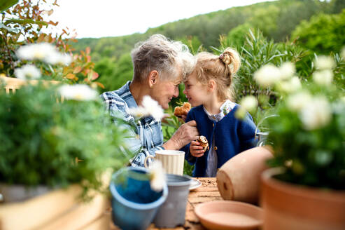 Senior grandmother with small granddaughter gardening on balcony in summer, eating snack. - HPIF14628