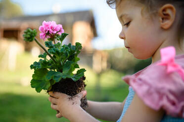 Side view of small toddler girl standing in garden outdoors in summer, holding flowering plant. - HPIF14664