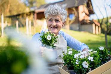 Portrait of senior woman gardening in summer, holding flowering plants. - HPIF14665
