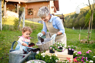 Happy senior grandmother with small granddaughter gardening outdoors in summer, planting flowers. - HPIF14666