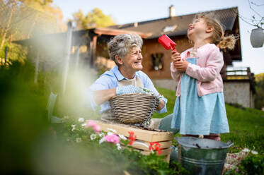 Happy senior grandmother with small granddaughter gardening outdoors in summer, laughing. - HPIF14669