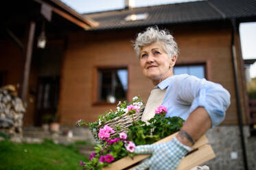 Portrait of senior woman gardening in summer, carrying flowering plants. - HPIF14673