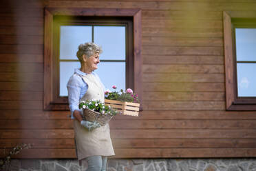 Porträt einer älteren Frau bei der Gartenarbeit im Sommer, mit blühenden Pflanzen. - HPIF14675