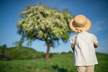 Rear view of small toddler girl walking on meadow outdoors in summer. Copy space. - HPIF14678