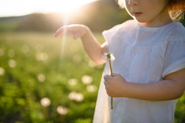 Midsection of small toddler girl standing on meadow outdoors in summer. Copy space. - HPIF14681