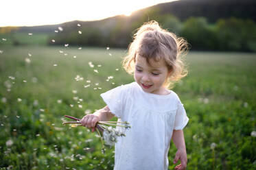 Portrait of small toddler girl standing on meadow outdoors in summer. Copy space. - HPIF14685