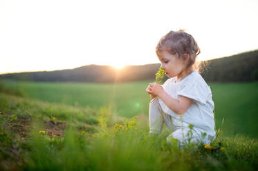 Small toddler girl smelling flowers outdoors on meadow in summer. Copy space. - HPIF14688