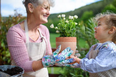 Glückliche ältere Großmutter mit kleiner Enkelin bei der Gartenarbeit auf dem Balkon im Sommer. - HPIF14692