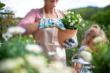 Unbekannte ältere Großmutter mit kleiner Enkelin bei der Gartenarbeit auf dem Balkon im Sommer. - HPIF14693