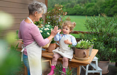 Glückliche ältere Großmutter mit kleiner Enkelin bei der Gartenarbeit auf dem Balkon im Sommer. - HPIF14696