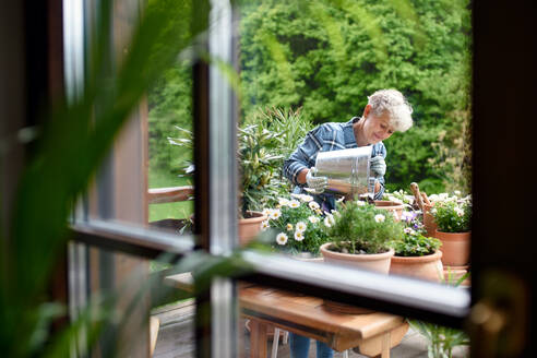 Porträt einer älteren Frau, die im Sommer auf dem Balkon gärtnert, aufgenommen durch Glas. - HPIF14697