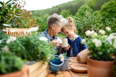 Happy senior grandmother with small granddaughter gardening on balcony in summer, resting. - HPIF14701