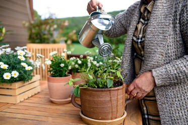 Midsection of unrecognizable senior woman gardening on balcony in summer, watering plants. - HPIF14717