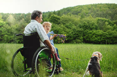 Kleines Mädchen mit älterem Großvater im Rollstuhl und Hund bei einem Spaziergang auf einer Wiese in der Natur, schiebend. - HPIF14764