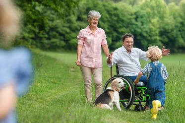 Kleine Kinder mit älteren Großeltern im Rollstuhl und Hund bei einem Spaziergang auf einer Wiese in der Natur. - HPIF14768