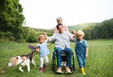 Kleine Kinder mit älteren Großeltern im Rollstuhl und Hund bei einem Spaziergang auf einer Wiese in der Natur. - HPIF14777