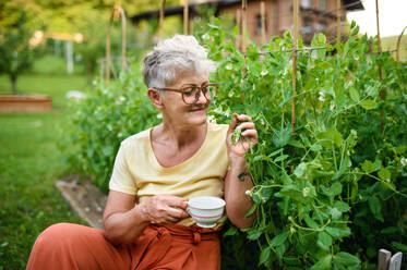 Porträt einer zufriedenen älteren Frau, die im Freien im Gemüsegarten sitzt und eine Tasse Kaffee in der Hand hält. - HPIF14825
