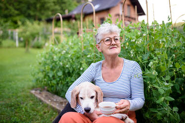 Portrait of senior woman with coffee sitting outdoors in garden, pet dog friendship concept. - HPIF14866