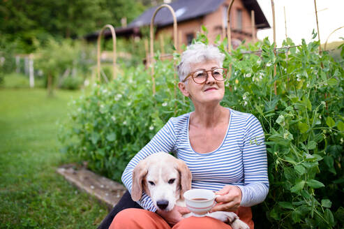 Portrait of senior woman with coffee sitting outdoors in garden, pet dog friendship concept. - HPIF14866