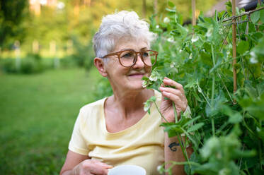 Porträt einer zufriedenen älteren Frau, die im Freien am Gemüsegarten sitzt und an einer Erbsenpflanze riecht. - HPIF14876