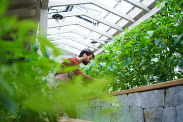 Seitenansicht eines männlichen Gärtners mit Schürze bei der Arbeit im Gewächshaus. - HPIF15246