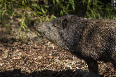 Profil Stinktierschwein stehend im Sonnenlicht - FSIF06305