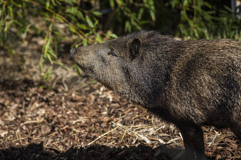 Profil Stinktierschwein stehend im Sonnenlicht - FSIF06305