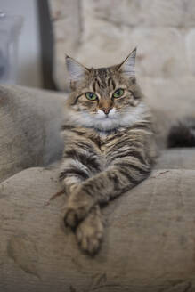 Close-up of domestic cat lying on sofa - ISF26050