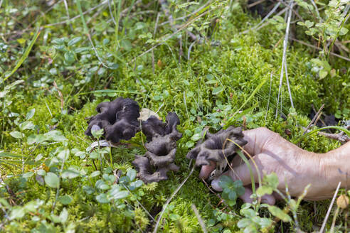 Hand picking mushroom growing in forest groundcover - ISF26060