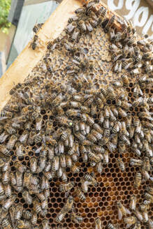 Bienenvolk auf einer Honigwabe - ISF26062