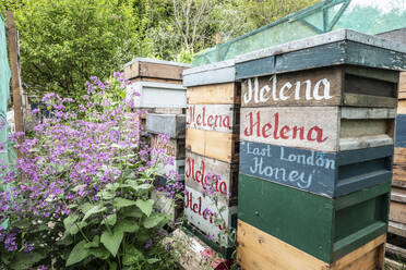 Bienenhaushof mit hölzernen Honigkisten - ISF26063