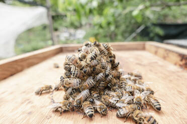 Group of bees on beehive - ISF26064