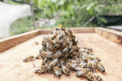Gruppe von Bienen am Bienenstock - ISF26064