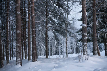 Baumstämme und Schnee im Wald - FOLF12144