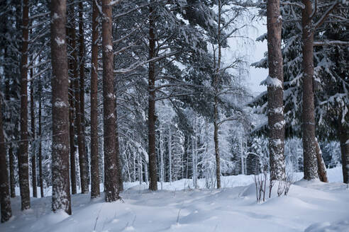 Baumstämme und Schnee im Wald - FOLF12144