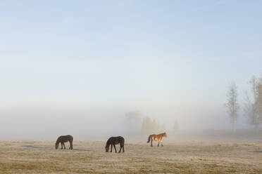 Weidende Pferde im Feld bei Nebel - FOLF12166