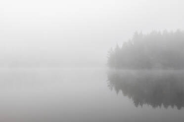 Forest and lake under fog - FOLF12168