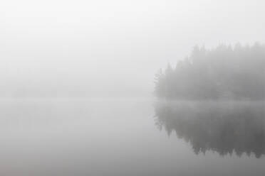 Wald und See im Nebel - FOLF12168