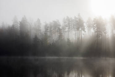 Wald und See im Nebel - FOLF12171