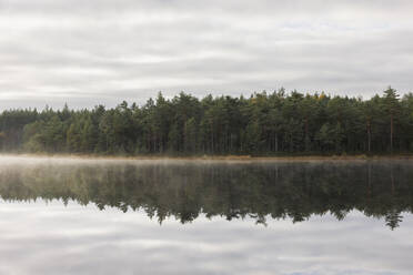 Forest by river under clouds - FOLF12172