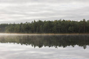 Wald am Fluss unter Wolken - FOLF12172