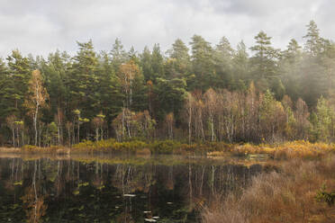 Wald am See im Nebel - FOLF12173