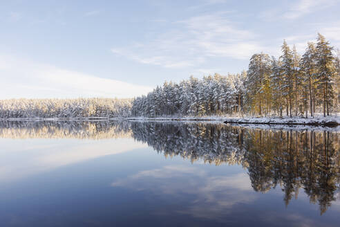 Wald mit Schnee am See - FOLF12175