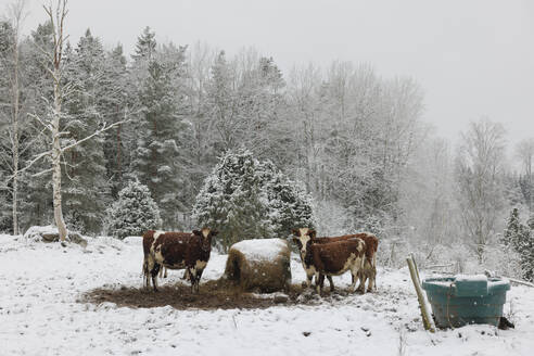 Kühe grasen bei Heuballen im Schnee - FOLF12178