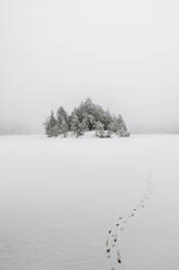 Bäume und Schnee im Winter - FOLF12181