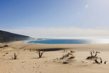 Branches and sand dunes by beach in Tarifa, Spain - FOLF12185