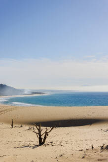 Äste und Sanddünen am Strand von Tarifa, Spanien - FOLF12186